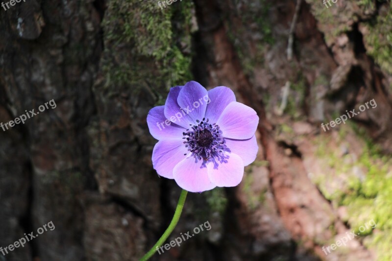 Anemone Flower Blossom Bloom Close Up