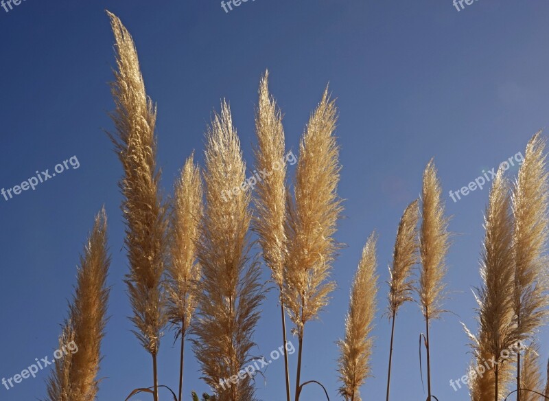 Grasses Halme Flora Pond Grasses Nature