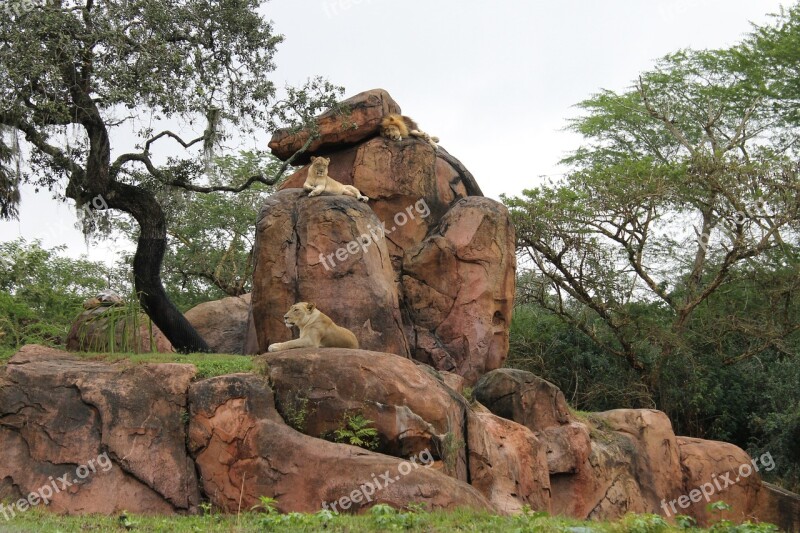 Lion Safari Savannah Pride Zoo