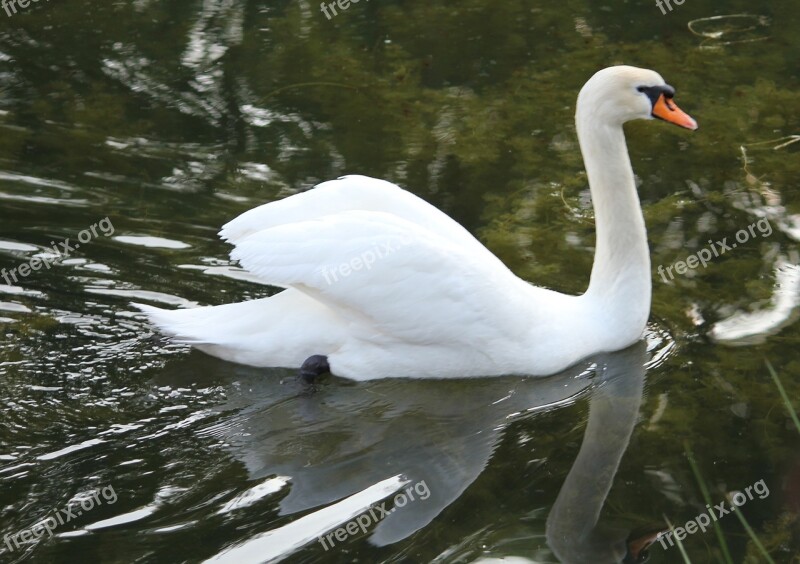 Swan Swimming Water Bird White