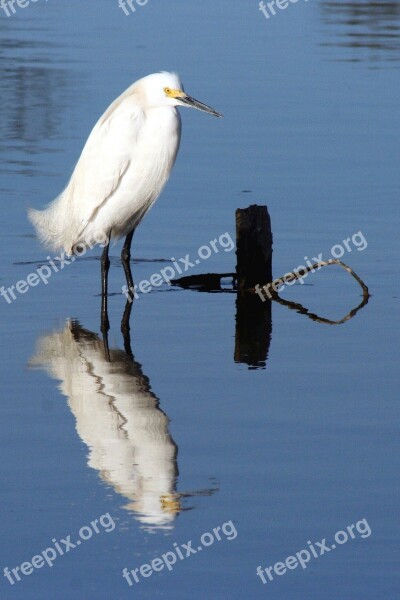 Snowy Egret Bird Wildlife Nature White