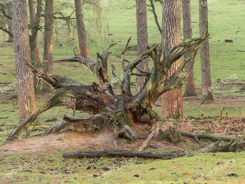 Root Forest Tree Nature Log