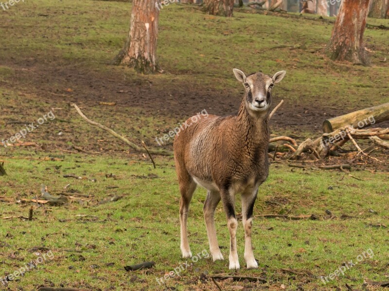 Mouflon Animal Wildlife Park Paarhufer Young