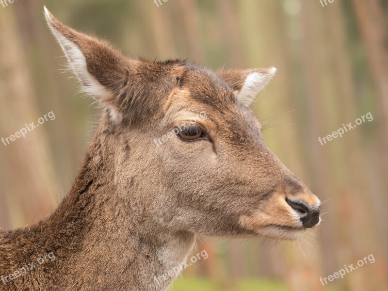 Roe Deer Portrait Sweet Close Up Face