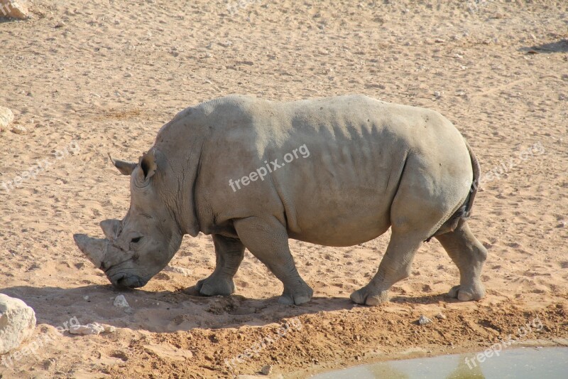 Alain Uae Emirates Zoo Rhinoceros