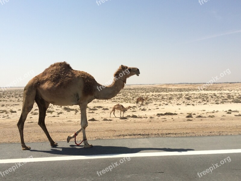 Camels Emirates Desert Arab Mammal