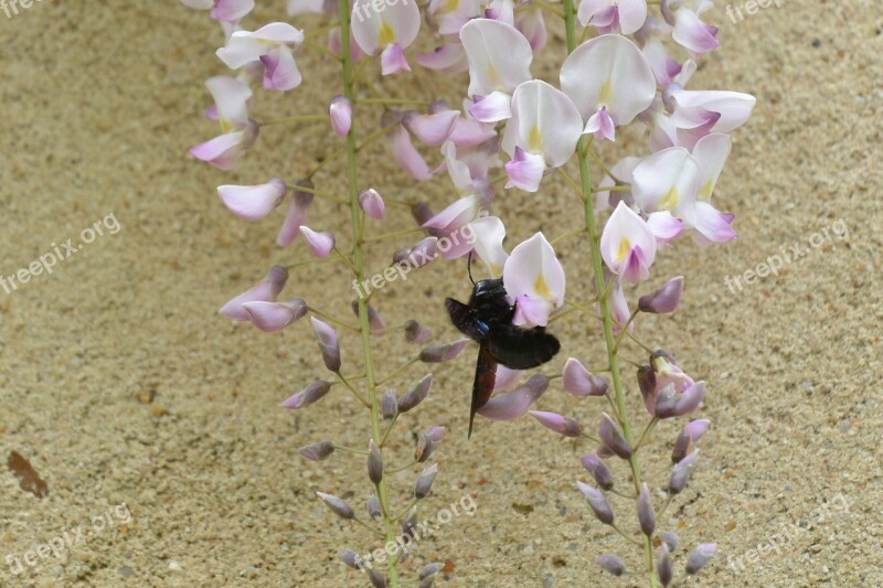 Bee Wisteria Wall Old Lime