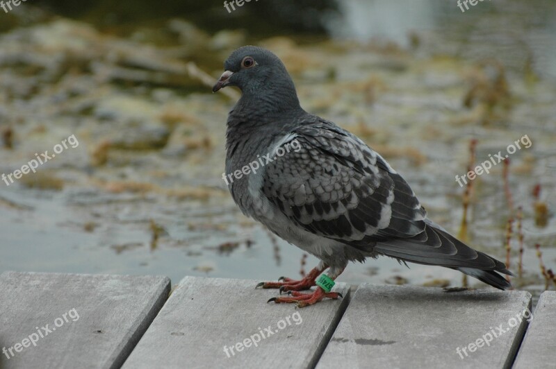 Domestic Pigeon Terrace Bird Garden Ornithology