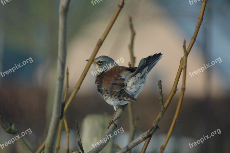 Thrush Garden Tree Spring Bird