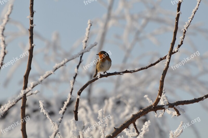 Bird Robin Garden Winter Snow