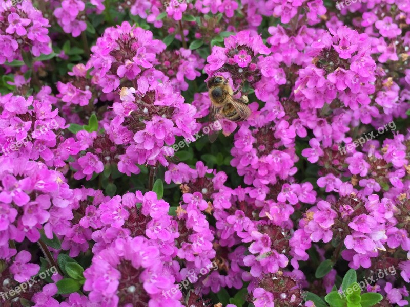 Honey Bee Flowers Flowers Spring Nature Insect