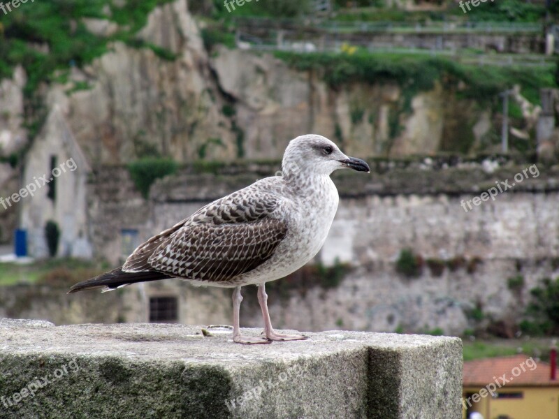 Seagull Bird Animal Profile Bill