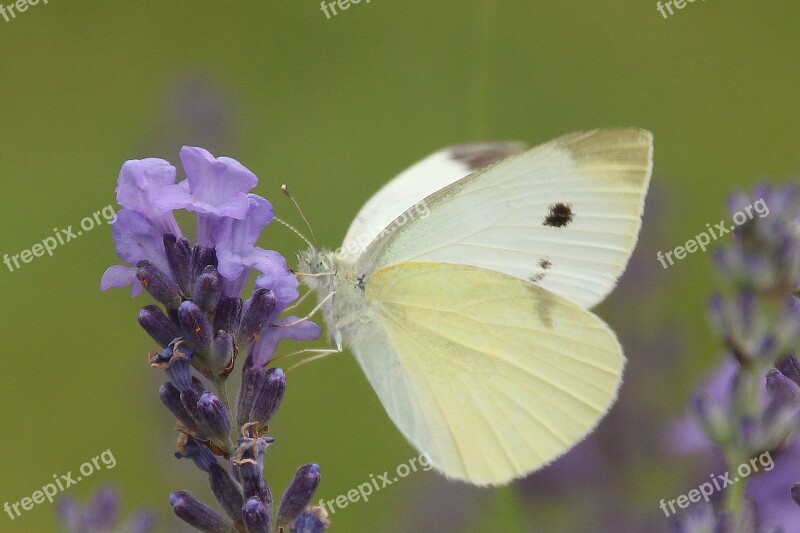 Small Cabbage White Ling Butterfly Nature Summer Lavender