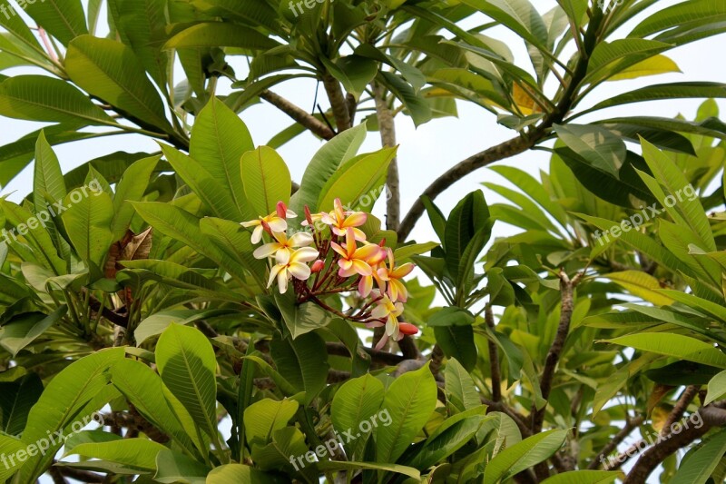 Tree Blossom Bloom Branches Blossom