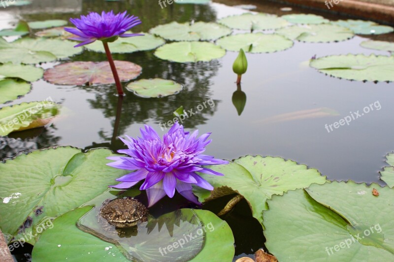 Water Lily Pink Blossomed Blossom Bloom