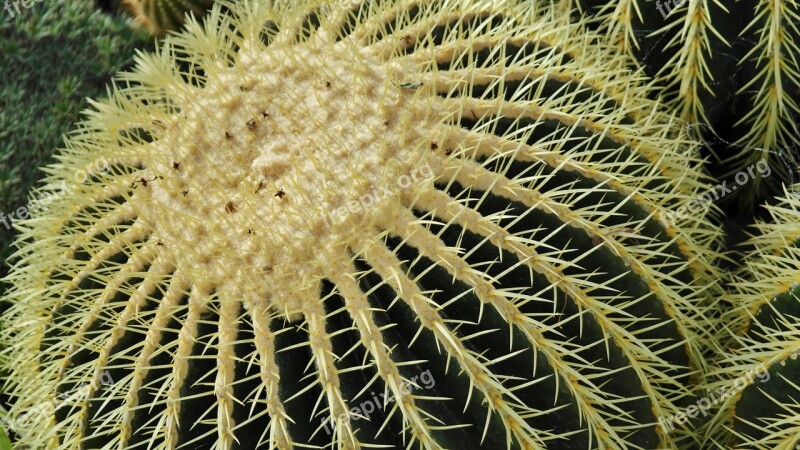 Cactus Ball Cactus Echinocaktus Goldkugelkatus Thorns