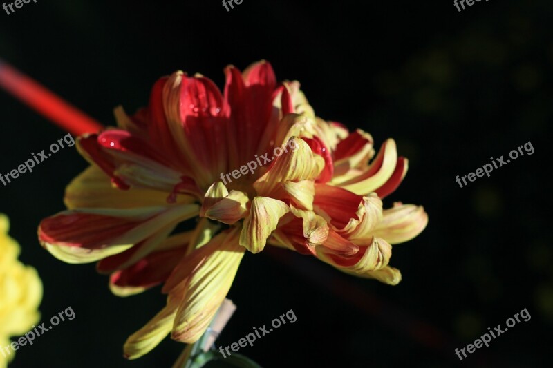 Chrysanthemum Autumn Red And Yellow Free Free Photos