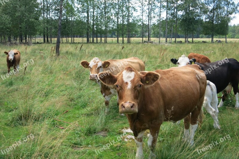 Cow Cows Pasture Cattle Agriculture