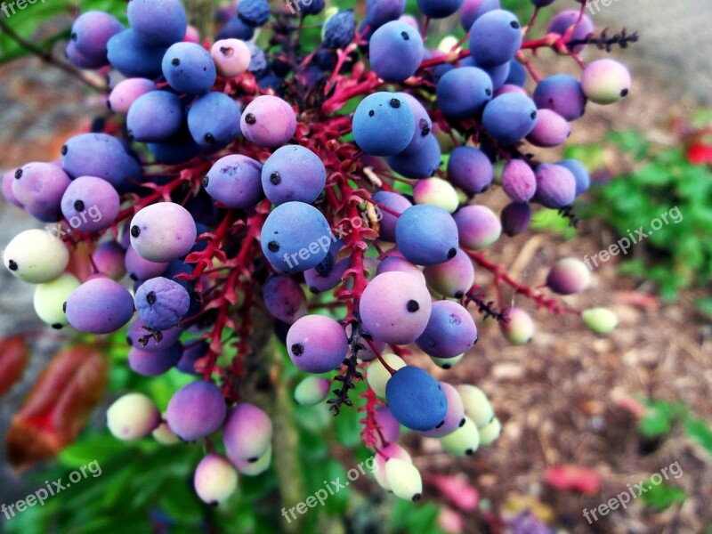 Mahogany Berries Blue Free Photos