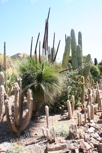 Cactus Mexico Pungent Sunlight Spiked