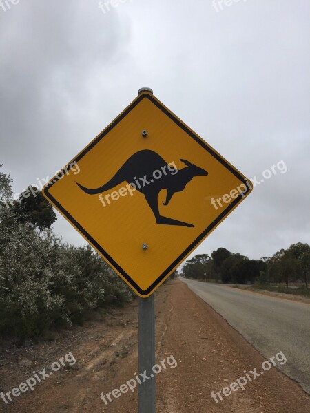 Australia Kangaroo Road Signal Yellow