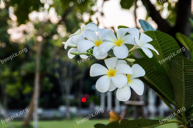 Flowers White Frangipani Fragrapanti More Information