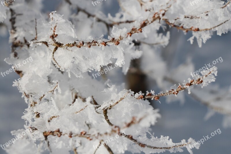 Ice Iced Frozen Winter Hoarfrost