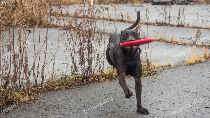 Dog Whippet Mix Fall Frisbee Free Photos