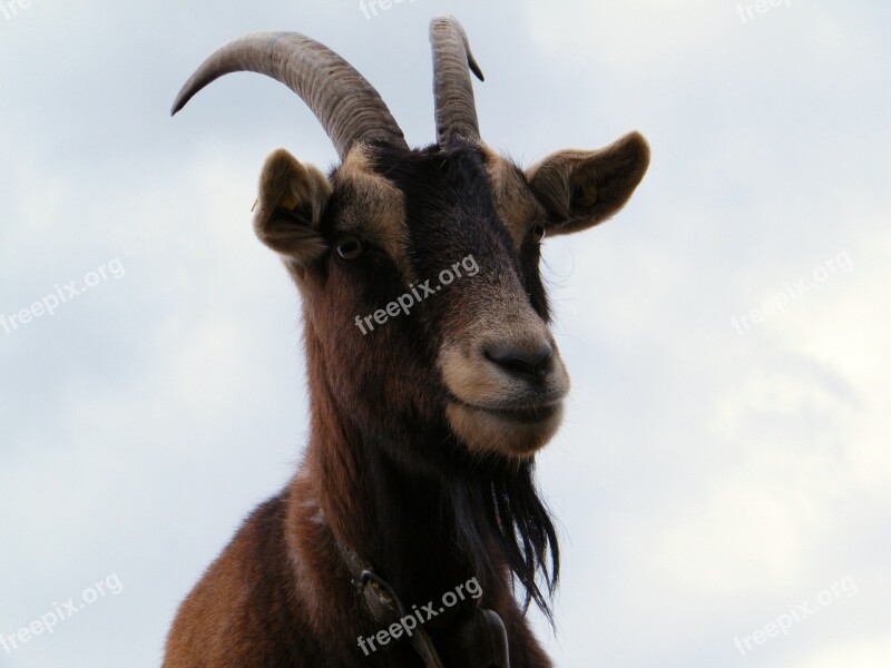 Bock Goat Billy Goat Horns Animal