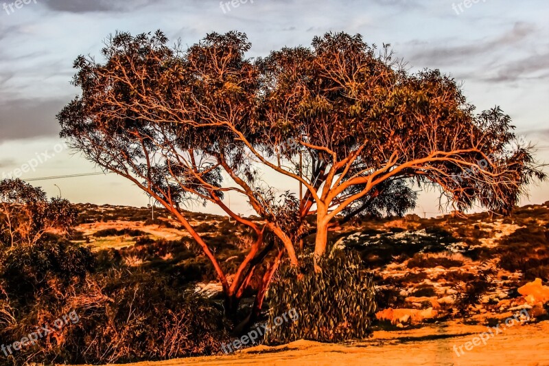 Cyprus Cavo Greko Tree Free Photos