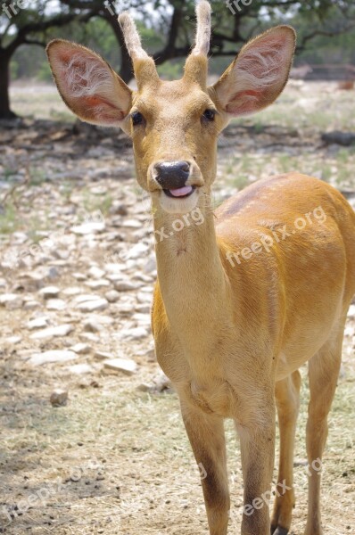 Deer Antler Funny Wildlife Buck