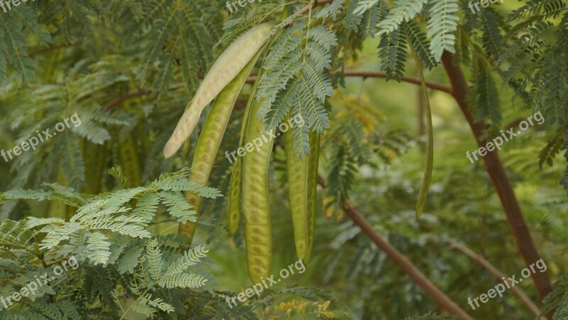 Krathin Krathin Thailand Vegetable Hatch Tree