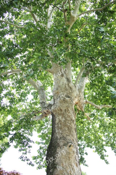 Plane Tree Wood Autumn Leaves Trunk Green Leaves