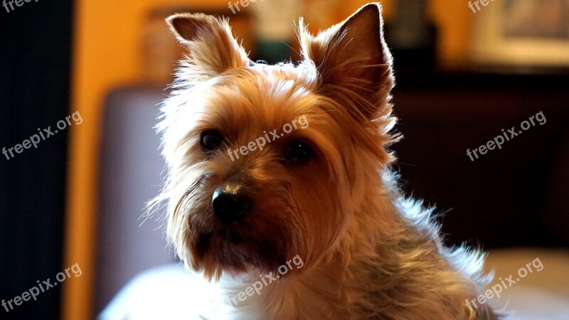 Dog Yorkshire Yorskire Terrier Pet Animals