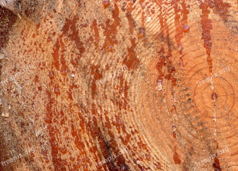 Wood évgyűrűk Stump Nature Free Photos