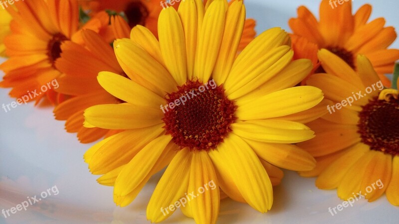 Marigolds Flowers Spring Nature Plant Calendula