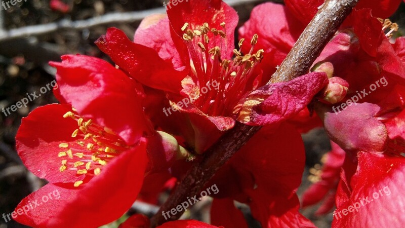 Flower Japanese Quince Cold Nature Winter