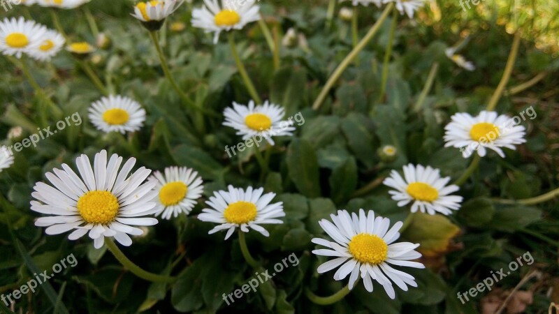 Flowers Margaritas Plants Flower Nature