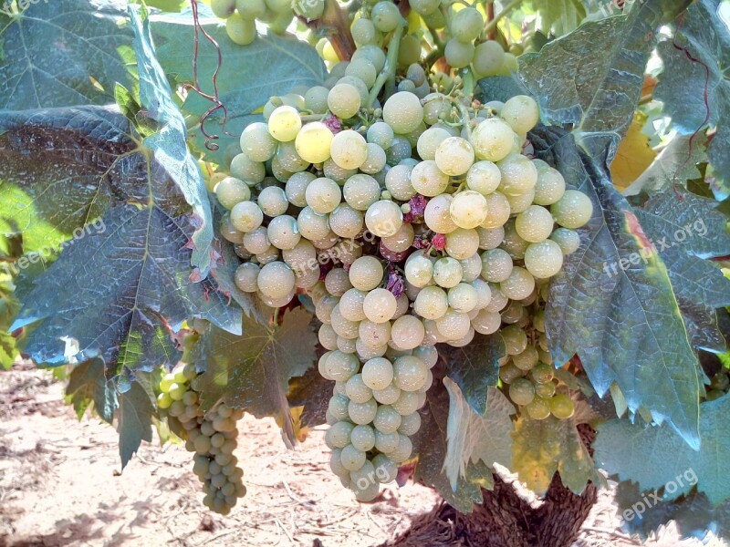 Grape White Vineyard Vineyards Field