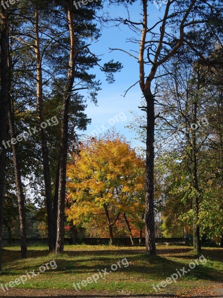 Tree Autumn Colors Foliage Nature