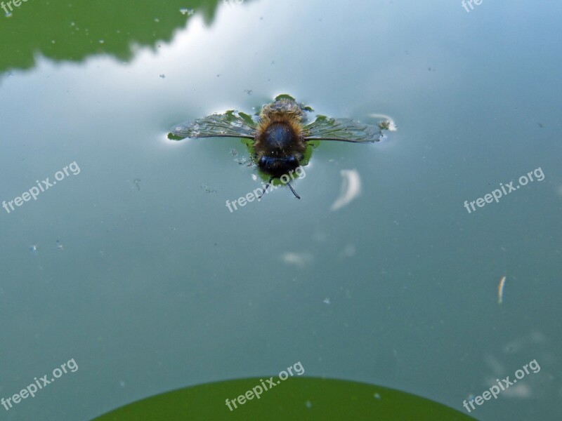 Bee Drowned Out Drown Float Insect