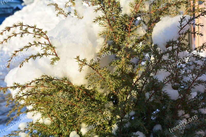 Winter Bush Winter Shrubs Closeup Winter Dream