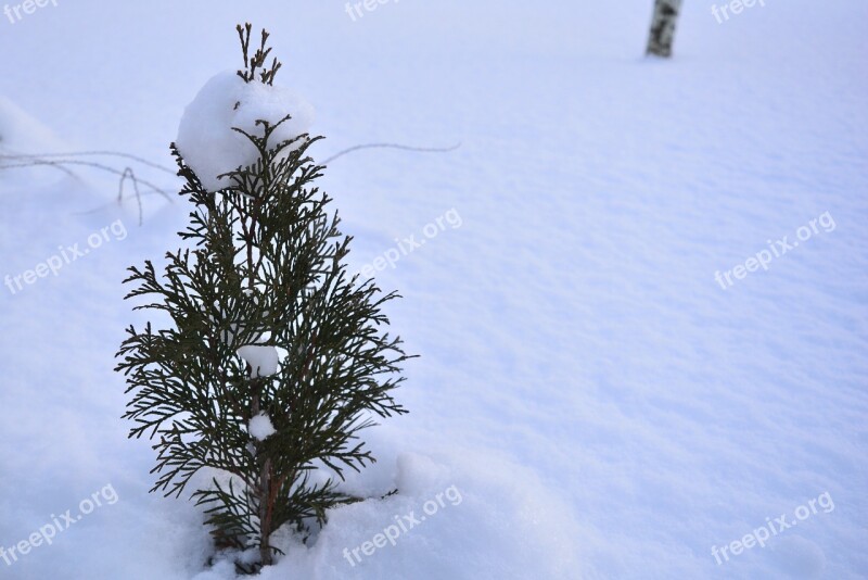 Snow Bush Plant Winter Shrubs Frost