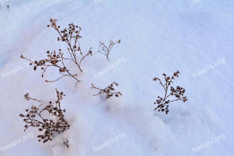 Snow Winter Snowdrift Landscape Nature