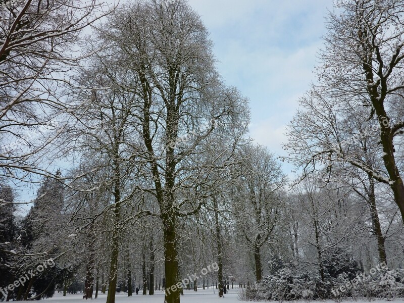 Snow Trees Forest Tree Snowy