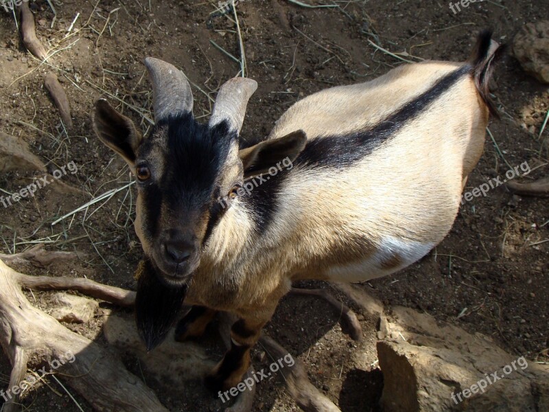 Goat Biquette Zoo Free Photos