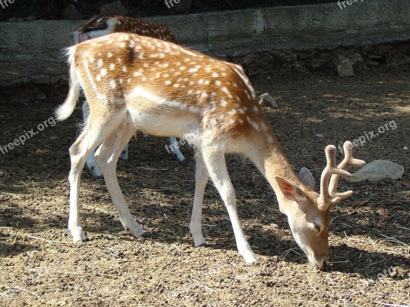 Deer Fawn Zoo Free Photos