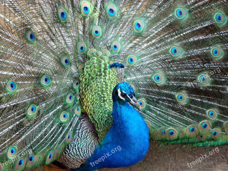 Bird Peacock Zoo Free Photos