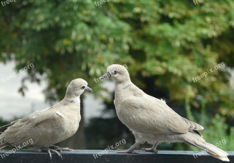 Pigeons Para Meeting Curiosity Birds