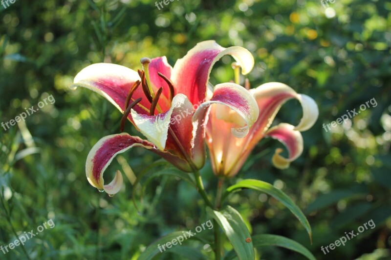 Lily Summer Flower Flowers Nature